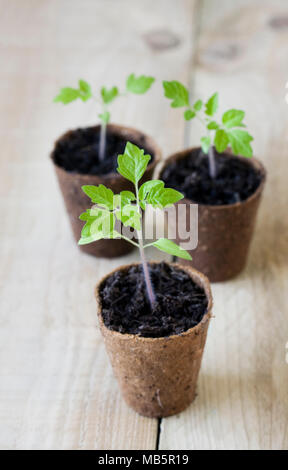 Lycopersicon esculentum. Tomaten Setzlinge auf einer hölzernen Hintergrund. Stockfoto