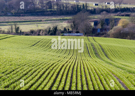 In der Nähe von seaford Sussex/UK - 5. APRIL: Blick auf Ackerland in der Nähe von Seaford Sussex am 5. April 2018 Stockfoto