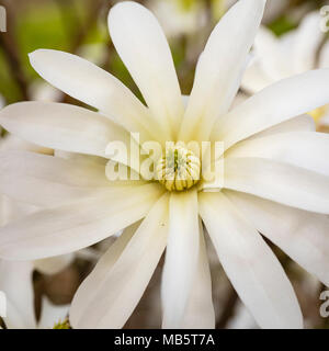 Magnolia Stellata fotografiert in einem Garten Stockfoto