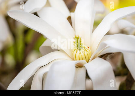 Magnolia Stellata fotografiert in einem Garten Stockfoto