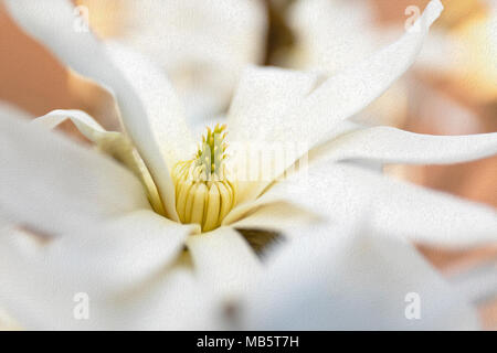 Magnolia Stellata fotografiert in einem Garten Stockfoto