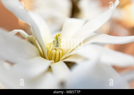 Magnolia Stellata fotografiert in einem Garten Stockfoto