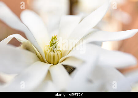 Magnolia Stellata fotografiert in einem Garten Stockfoto