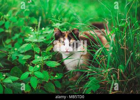 Closeup Portrait von Gesicht der schönen jungen wütend auf der Suche Katze und Hund unter frische grüne Gras. Cat starrt Kamera außerhalb. Horizontale Farbe photograp Stockfoto