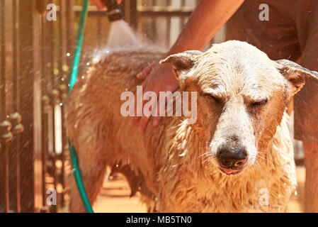 Nass gewaschen brauner Hund close-up. Waschen cute big dog Stockfoto