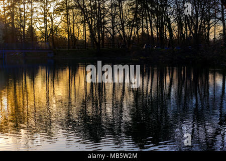 Die Sonne hinter einer Reihe von Bäumen, die Schaffung einer Silhouette und Reflexionen auf dem See. Stockfoto