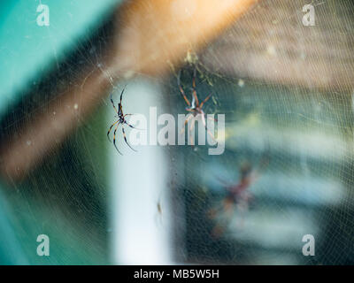 Zwei Golden Orb-weber Spinnen sitzen auf einem Webserver in den Seychellen Stockfoto