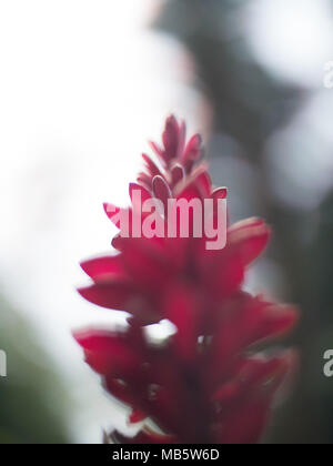 Low Angle Soft Focus Nahaufnahme von einem roten Ingwer in den Seychellen Stockfoto