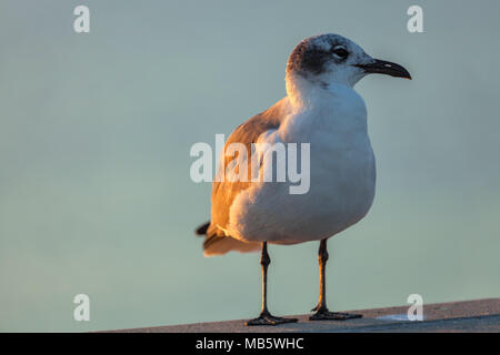 Nicht-Zucht nach lachen Möwe (atricilla Leucophaeus) in Virginia Beach, Virginia, United States. Stockfoto