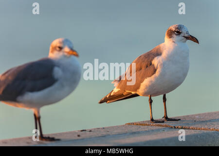 Nicht-Zucht nach lachen Möwe (atricilla Leucophaeus) in Virginia Beach, Virginia, United States. Stockfoto