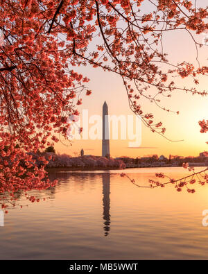 Sonnenaufgang am Tidal Basin während der Kirschblüte Blüte Stockfoto
