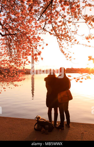 Ein paar beobachten Sonnenaufgang während der Kirschblüte Blüte Stockfoto