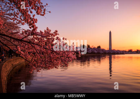 Sonnenaufgang am Tidal Basin während der Kirschblüte Blüte Stockfoto