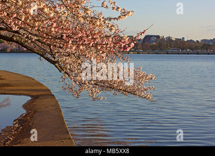 Eine blooming cherry tree branch gekrümmt über das Tidal Basin Gewässern. Washington DC Landschaft rund um das Tidal Basin während Cherry Blossom Festival. Stockfoto