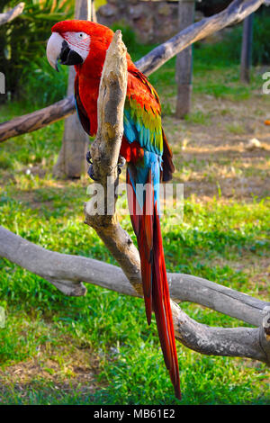 Rot-grünen Ara Papagei auch bekannt als Green-winged macaw Papagei, Ara chloropterus, in einem Zoologischen Garten Stockfoto