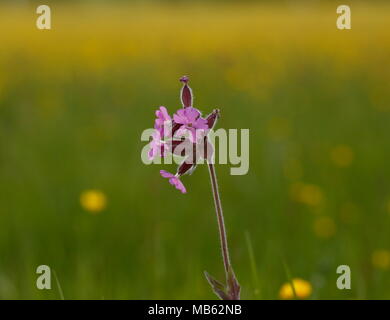 Feder wildflower Stockfoto