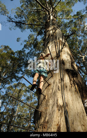 Frau die Besteigung des 53 Meter hohen Gloucester Tree, Pemberton, Western Australia Stockfoto