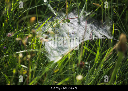 Spinne sitzt auf Web. Closeup makro Blick auf schöne frische wildes Gras und Spinnennetz in hellem Sonnenlicht. Bunte natürliche Hintergrund. Horizontale Farbe Stockfoto