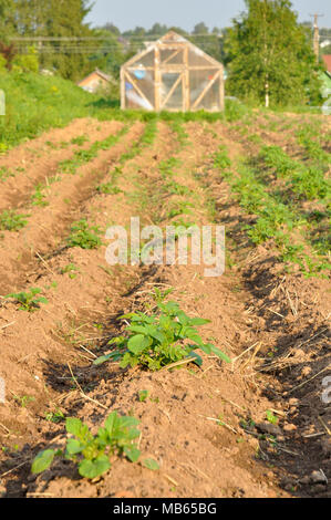 Kartoffel Betten mit jungen Triebe im Garten Stockfoto