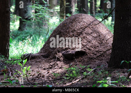 Ein ameisenhaufen im nahen Wald von Russland auf einer klaren sonnigen Tag Stockfoto