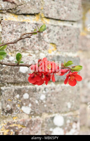 Bougainvillea in der Blüte auf einem Garten Wand. Stockfoto