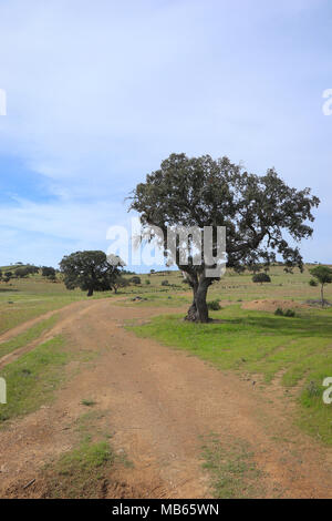 Schönen Cork oak in einem grünen landwirtschaftlichen Feld mit blauen Himmel im Hintergrund. Alentejo, Portugal Stockfoto