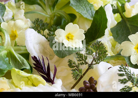 Detail einer Frühjahr Salat mit Primula Blumen, junge nipplewort Blätter und andere wilde essbare Pflanzen Stockfoto