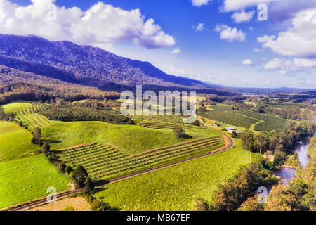 Landwirtschaft Bauernhöfe mit bewirtschafteten Feldern von Obstbäumen und Muttern in den grünen Bereich der Bellinger in der Nähe von DOrrigo mountaisn von NSW im Sommer sonnigen Tag Stockfoto