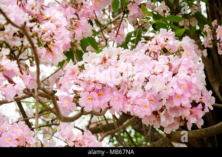 Rosa Trompete Blumen auf Zweig der Baum im Garten in Kamphaeng Saen in Nakhon Pathom, Thailand. Stockfoto