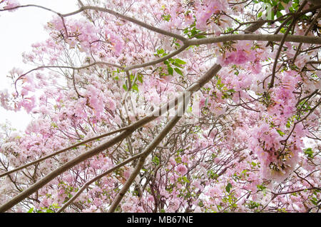 Rosa Trompete Blumen auf Zweig der Baum im Garten in Kamphaeng Saen in Nakhon Pathom, Thailand. Stockfoto