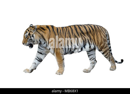 Männliche sibirische Tiger auf weißem Hintergrund Stockfoto