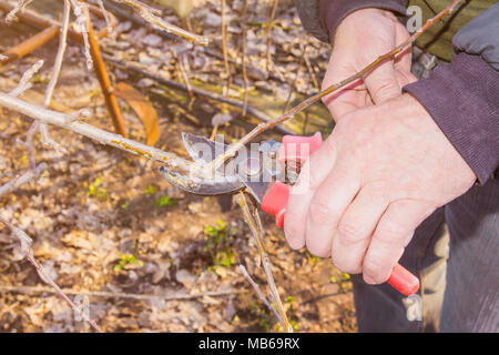 Baumscheren close-up in die Hand eines Mannes Controlling eine Niederlassung eines Sweet cherry im Garten. Das Konzept der professionellen industriellen Gartenarbeit. Stockfoto