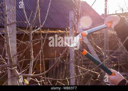 Baumscheren close-up in die Hand eines Mannes Controlling eine Niederlassung eines Sweet cherry im Garten. Das Konzept der professionellen industriellen Gartenarbeit. Stockfoto