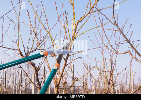 Baumscheren close-up in die Hand eines Mannes Controlling eine Niederlassung eines Sweet cherry im Garten. Das Konzept der professionellen industriellen Gartenarbeit. Stockfoto