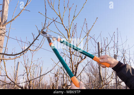 Baumscheren close-up in die Hand eines Mannes Controlling eine Niederlassung eines Sweet cherry im Garten. Das Konzept der professionellen industriellen Gartenarbeit. Stockfoto