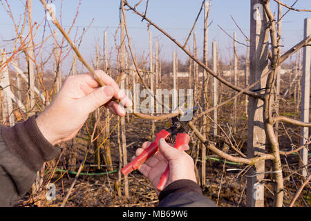 Baumscheren close-up in die Hand eines Mannes Controlling eine Niederlassung eines Sweet cherry im Garten. Das Konzept der professionellen industriellen Gartenarbeit. Stockfoto