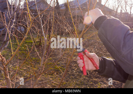 Baumscheren close-up in die Hand eines Mannes Controlling eine Niederlassung eines Sweet cherry im Garten. Das Konzept der professionellen industriellen Gartenarbeit. Stockfoto