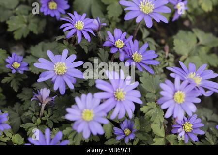 Anemone blanda einen schönen blauen Frühling Blumen Stockfoto