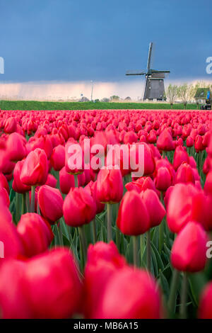 Rote Tulpen im Vordergrund Frame die Mühle im Frühjahr Berkmeer Koggenland Nord Holland Niederlande Stockfoto