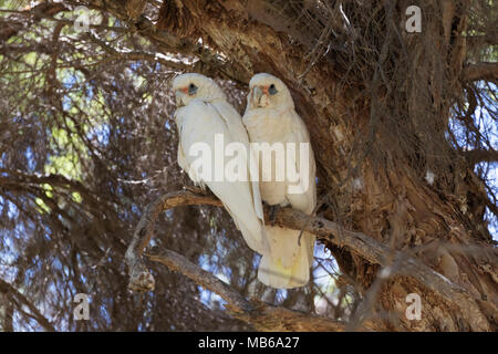 Ein paar Little Corellas (cacatua Sanguinea) in Neil Hawkins Park, Lake Joondalup, Western AustraliaLittle Corella (cacatua Sanguinea) Stockfoto