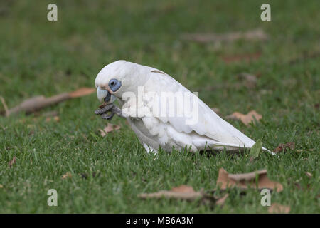 Ein erwachsener Little Corella (cacatua Sanguinea) in Neil Hawkins Park, Lake Joondalup, Western Australia Stockfoto