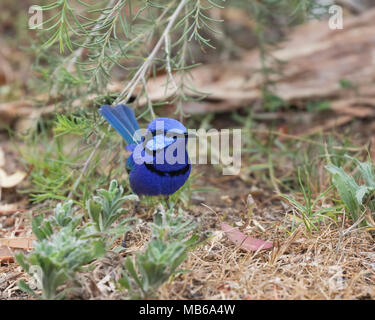 Ein männlicher Herrliche Märchen wren (Malurus splendens) am Lake Joondalup, Yellagonga Regional Park, Perth, Western Australia Stockfoto