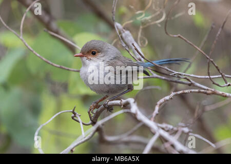 Eine weibliche Herrliche Märchen wren (Malurus splendens) am Lake Joondalup, Yellagonga Regional Park, Perth, Western Australia Stockfoto