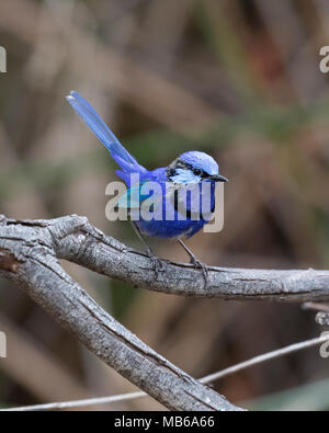 Ein männlicher Herrliche Märchen wren (Malurus splendens) am Lake Joondalup, Yellagonga Regional Park, Perth, Western Australia Stockfoto