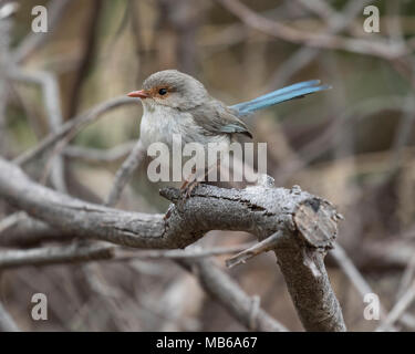 Eine weibliche Herrliche Märchen wren (Malurus splendens) am Lake Joondalup, Yellagonga Regional Park, Perth, Western Australia Stockfoto