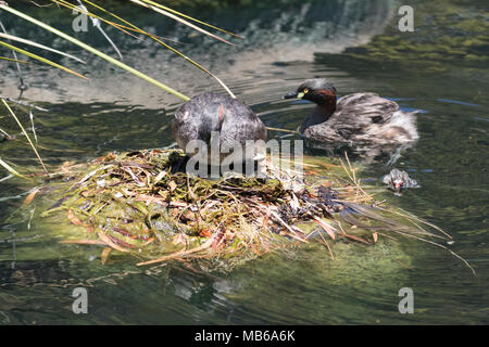 Ein paar der Australasian Haubentaucher (Tachybaptus novaehollandiae) mit einer frisch geschlüpfte Küken im Nest in Kings Park, Perth, Western Australia Stockfoto