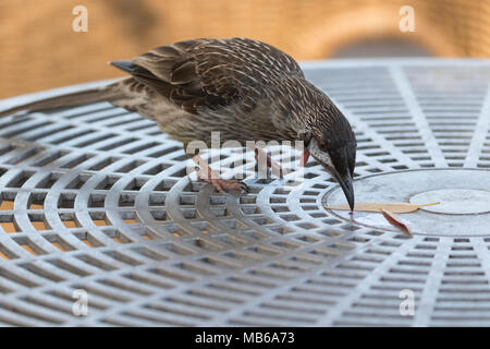 Eine rote Wattle Vogel (Anthochaera carunculata) Beschickung von Botschaften auf einem Cafe Tabelle am King's Park, Perth, Western Australia links Stockfoto