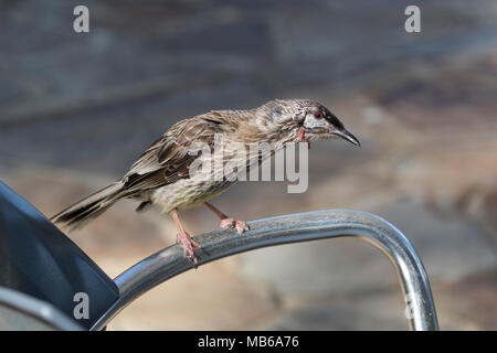 Eine rote Wattle Vogel (Anthochaera carunculata) auf einem Stuhl sitzend vor dem Füttern auf Schrotten auf einem Cafe Tabelle am King's Park, Perth, Western Australia links Stockfoto