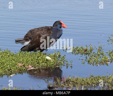 Ein Lila haben (Porphyrio porphyrio) neben Hirt See, Perth, Western Australia Stockfoto