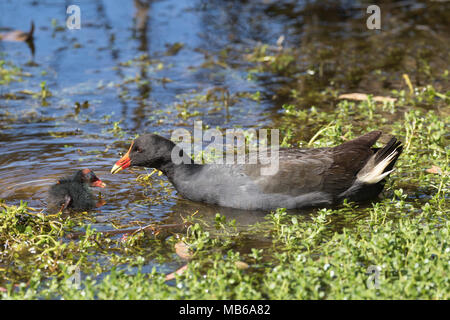 Eine Dusky Sumpfhuhn (Gallinula Tenebrosa) Fütterung eine frisch geschlüpfte Küken auf Hirt See, Perth, Western Australia Stockfoto